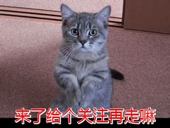 猫来家里好不好|自来猫好不好？猫咪主动找上门的5大原因